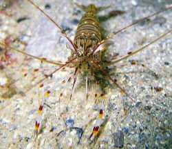 Wot? Common prawn in Loch Hyne, County Cork. These were v... by Dawn Watson 